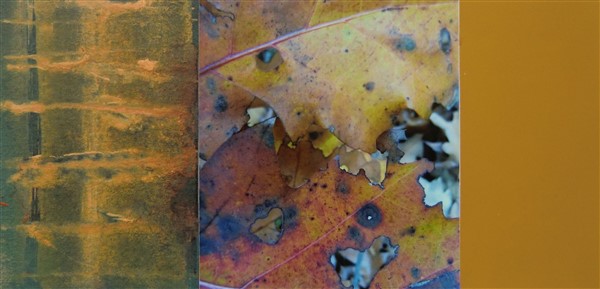 collage12