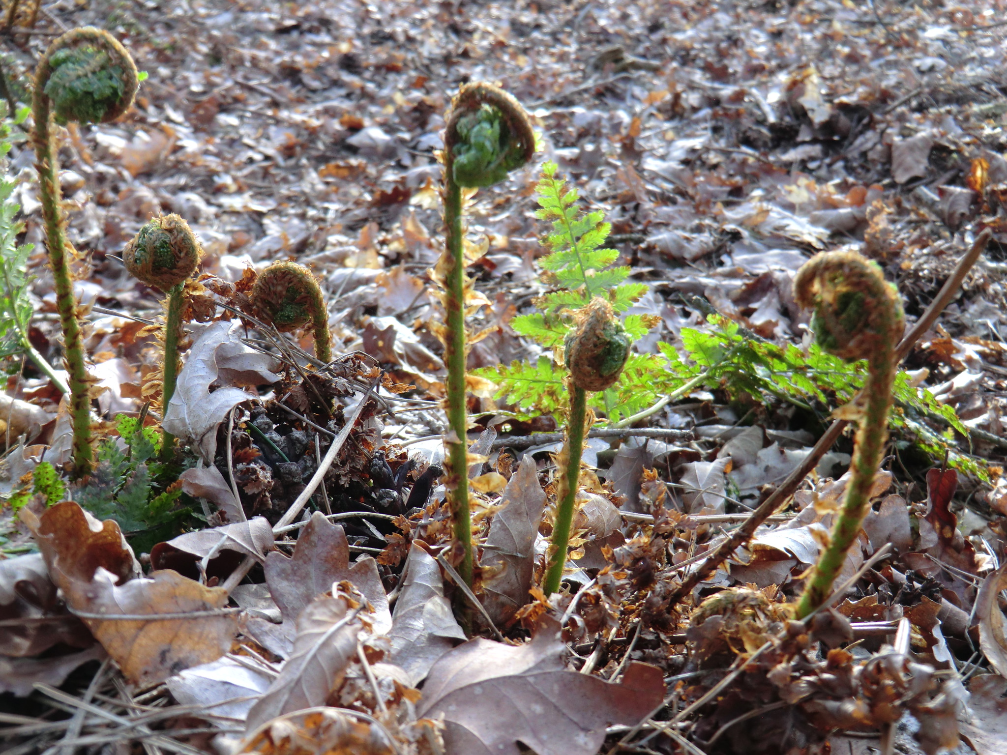 Fernfiddles4
