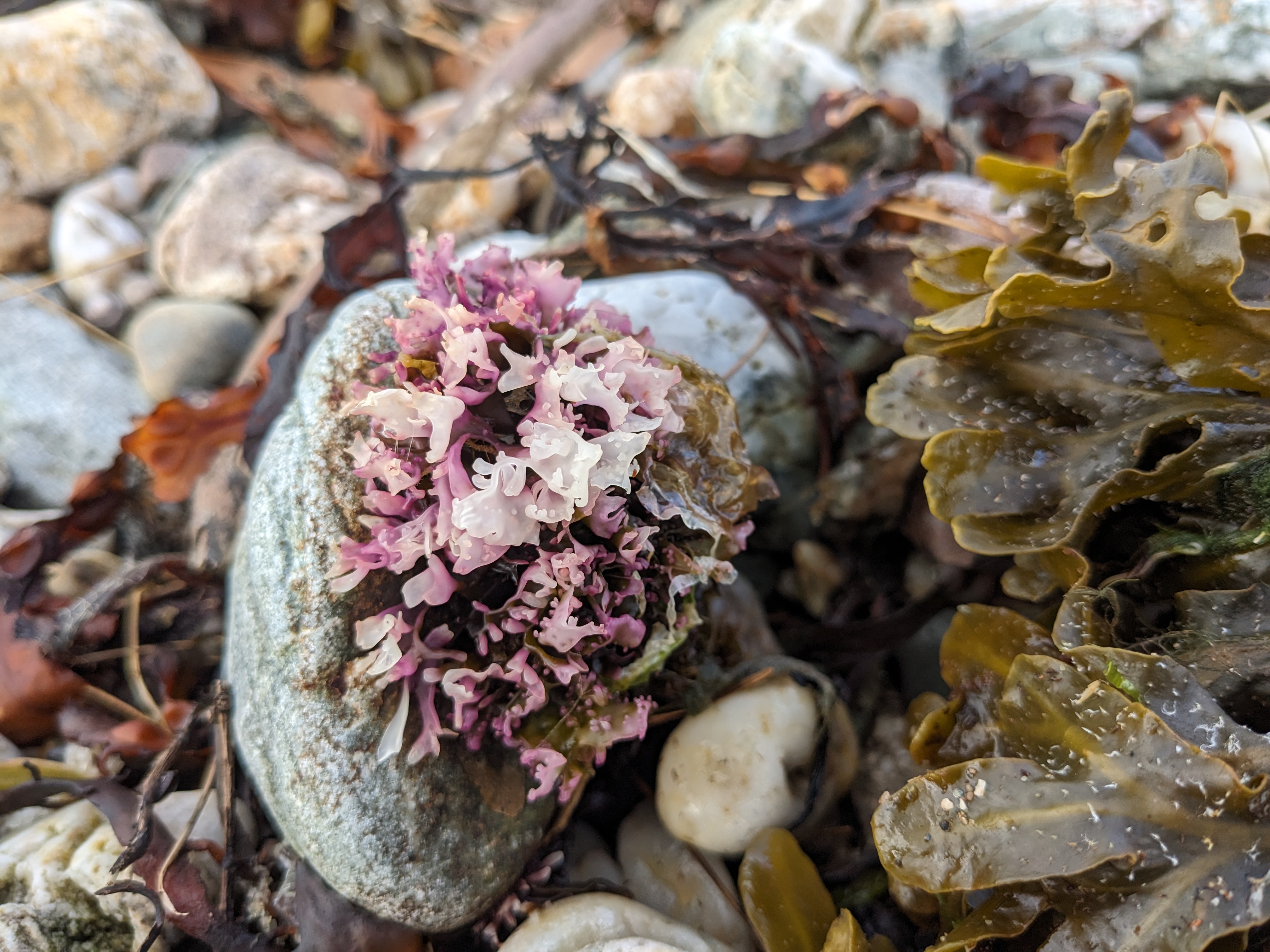 Seaweed2
