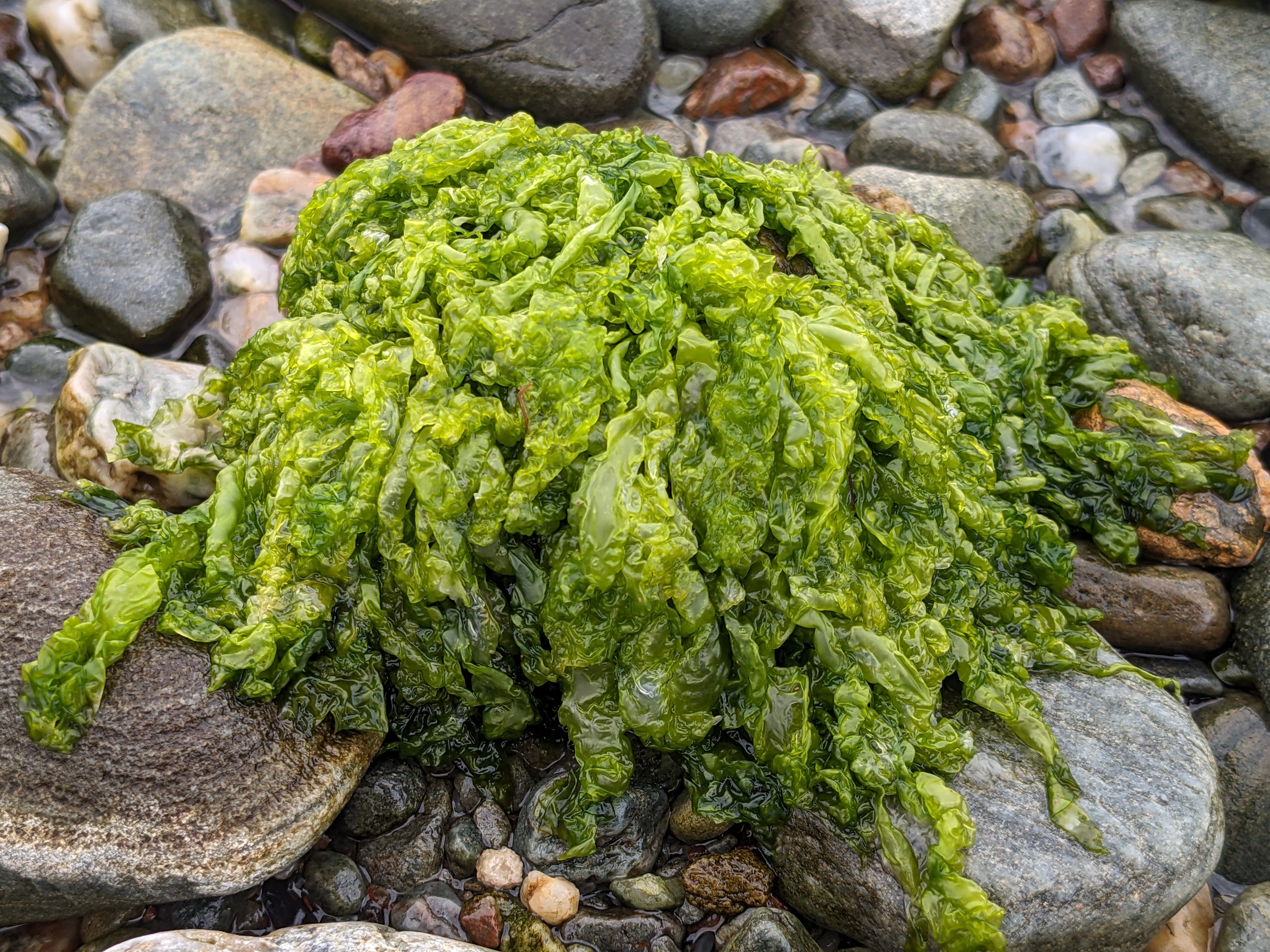 Seaweed3