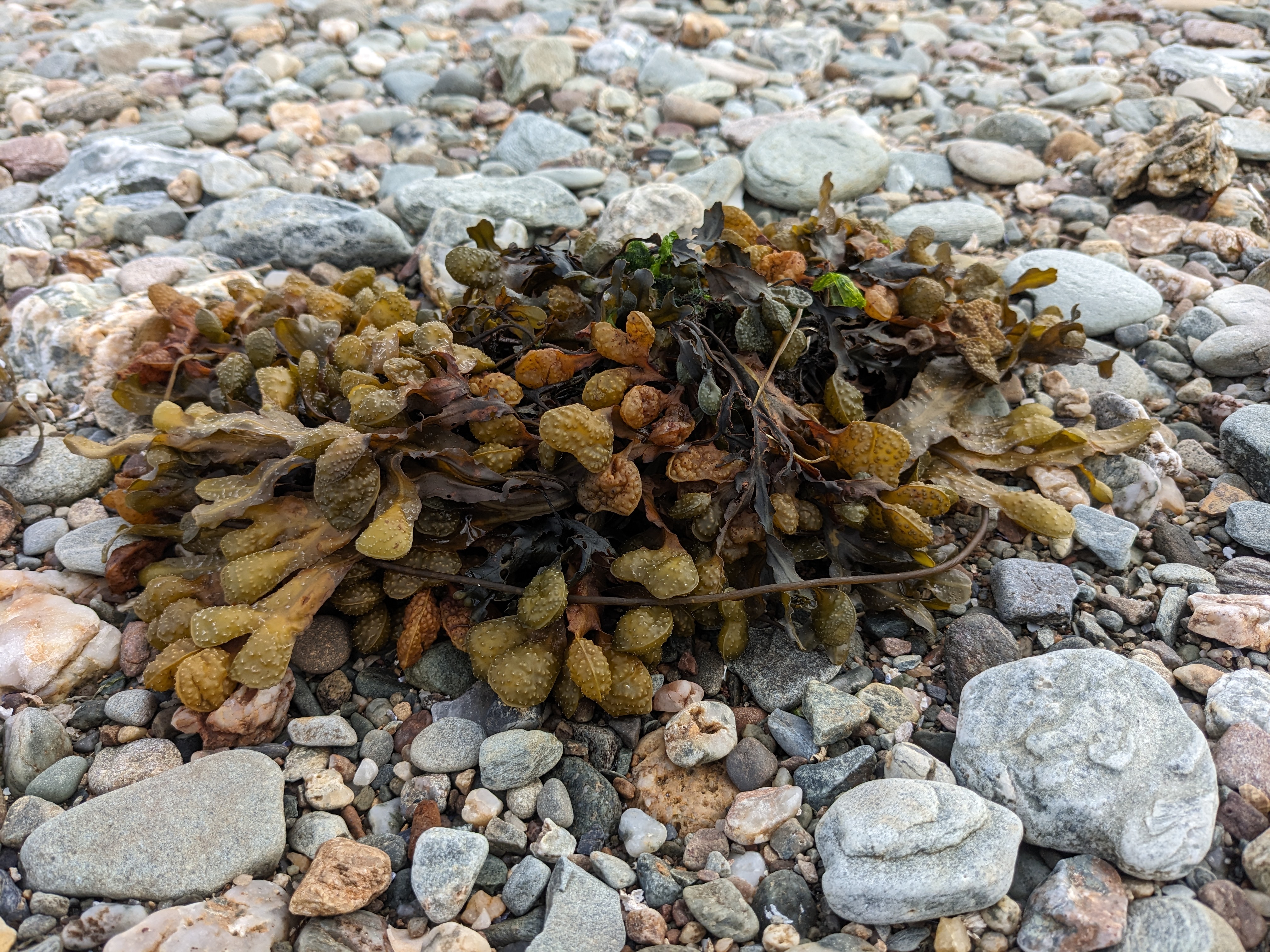 Seaweed4