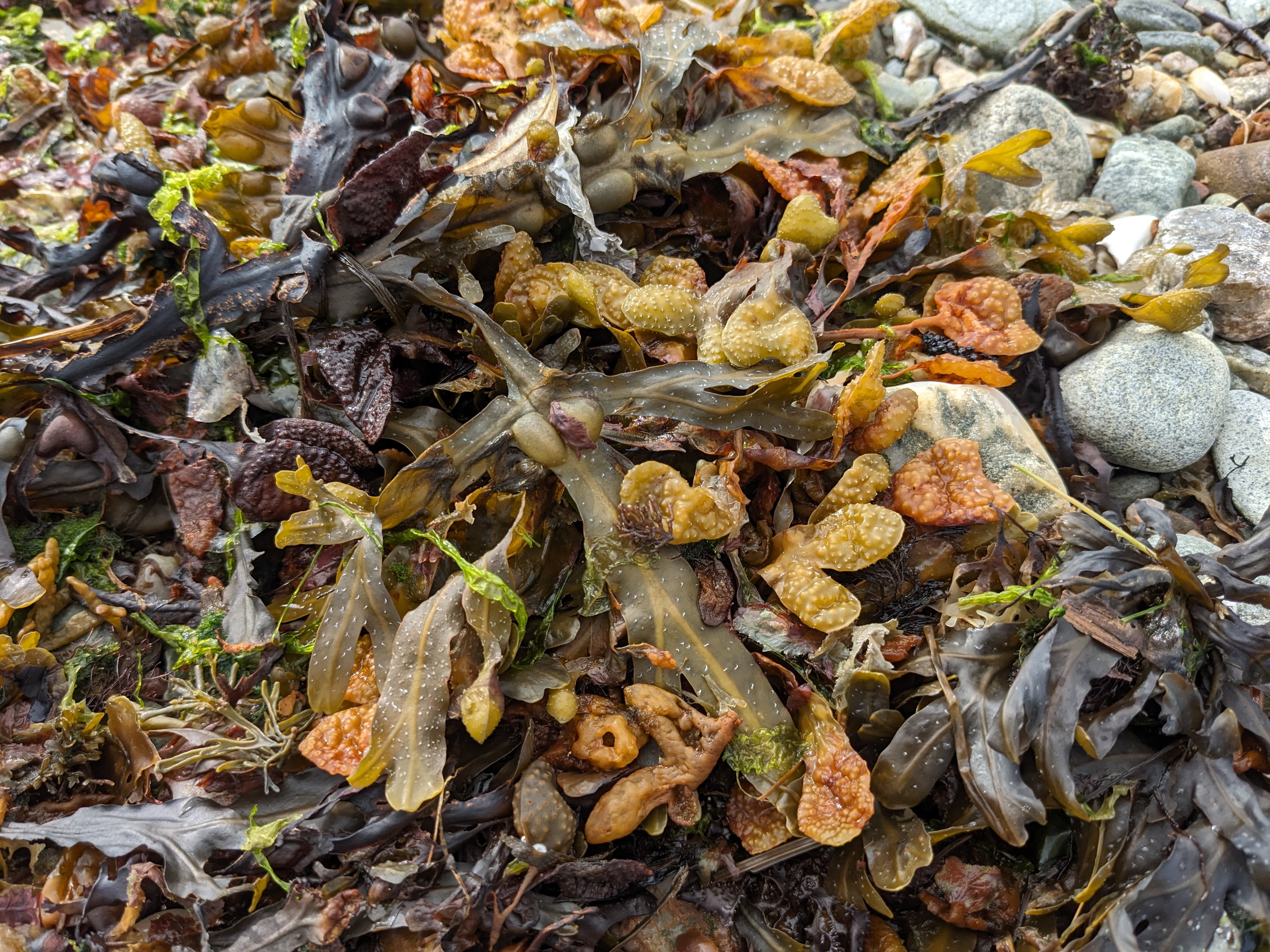 Seaweed5