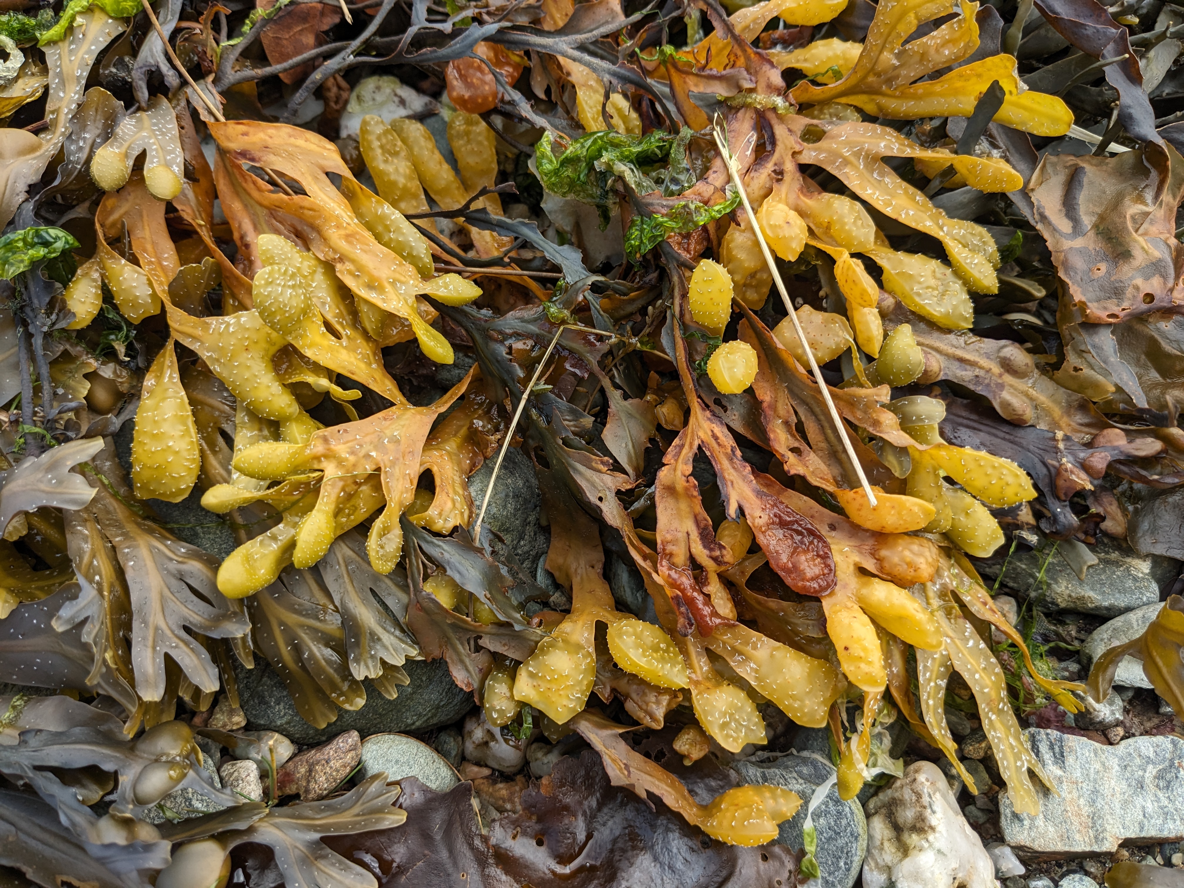 Seaweed6