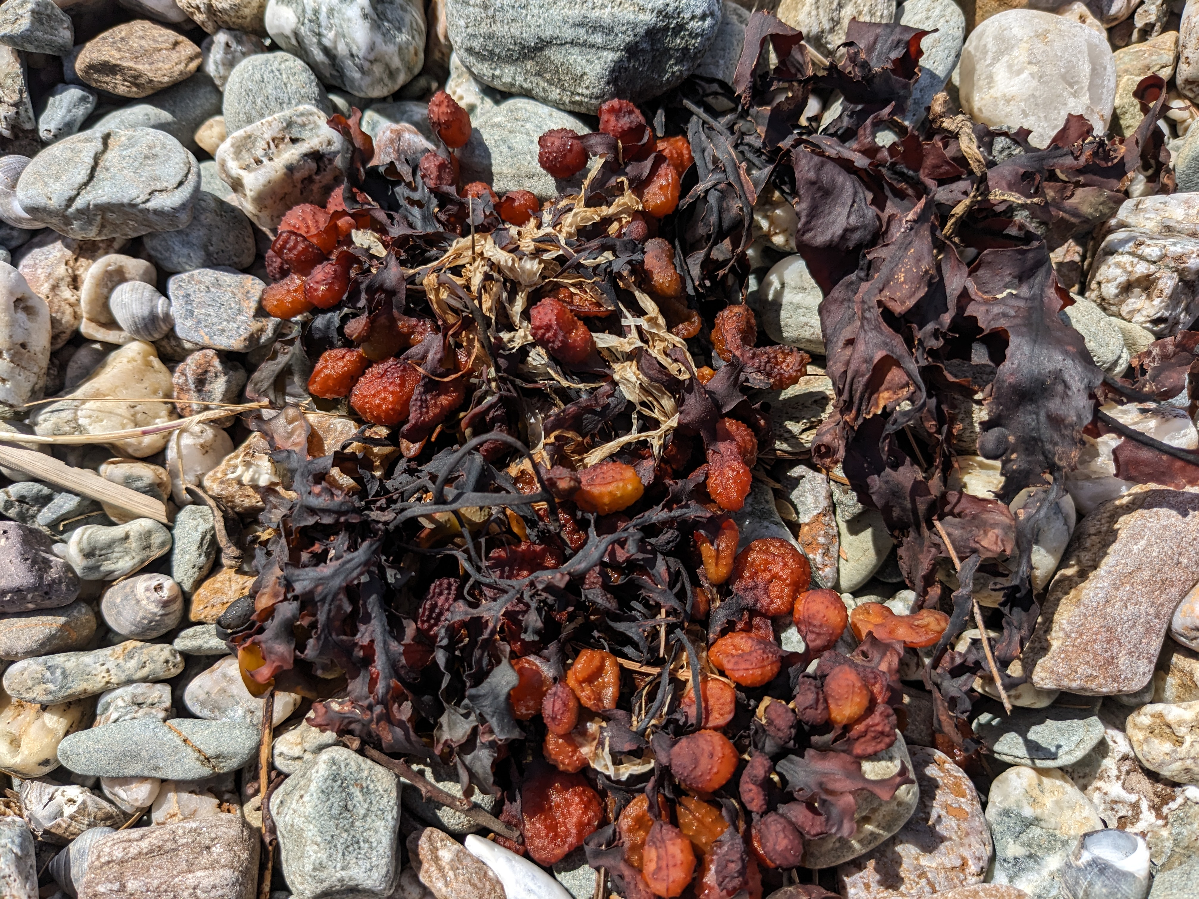 Seaweed7