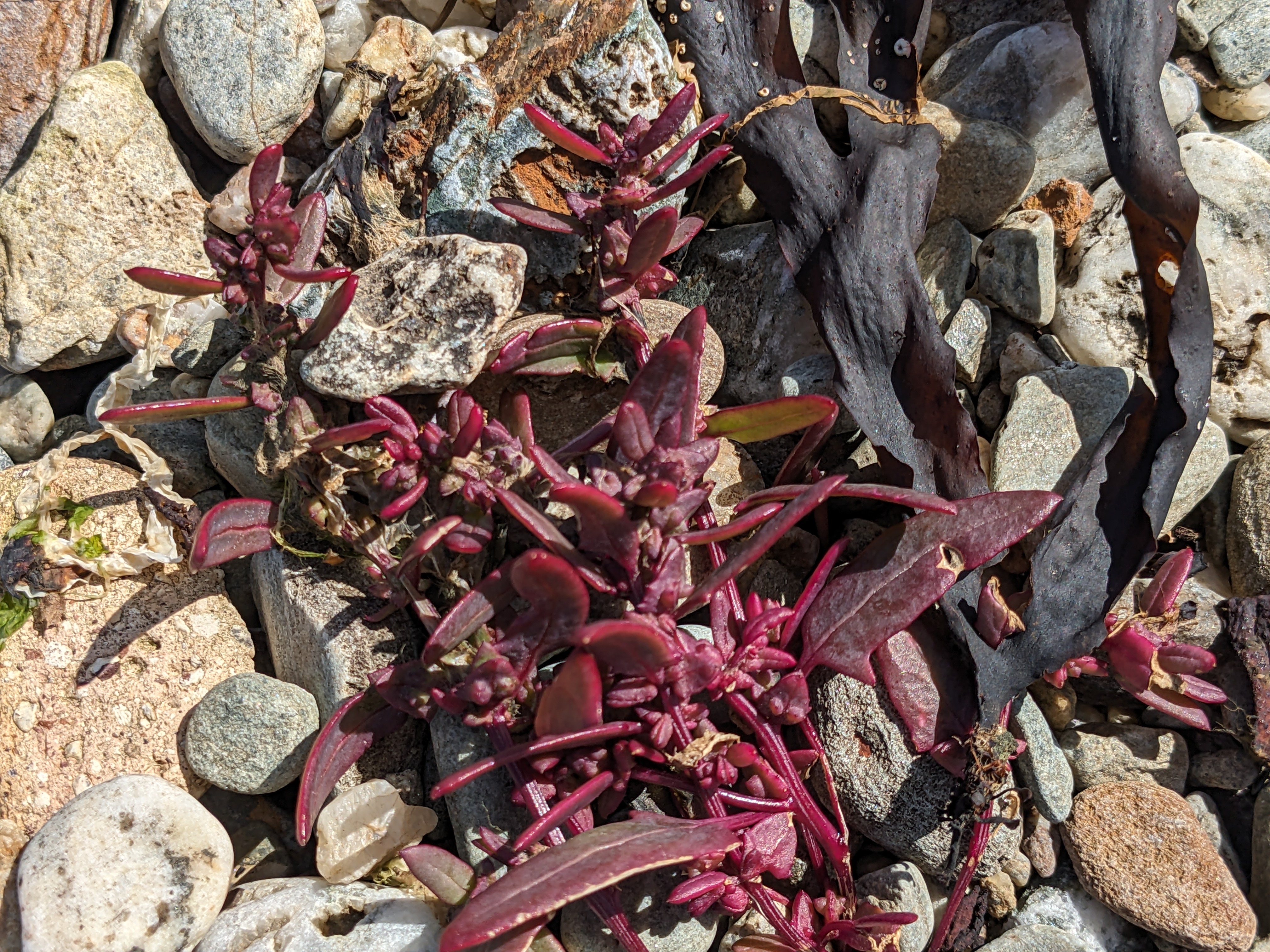 Seaweed8