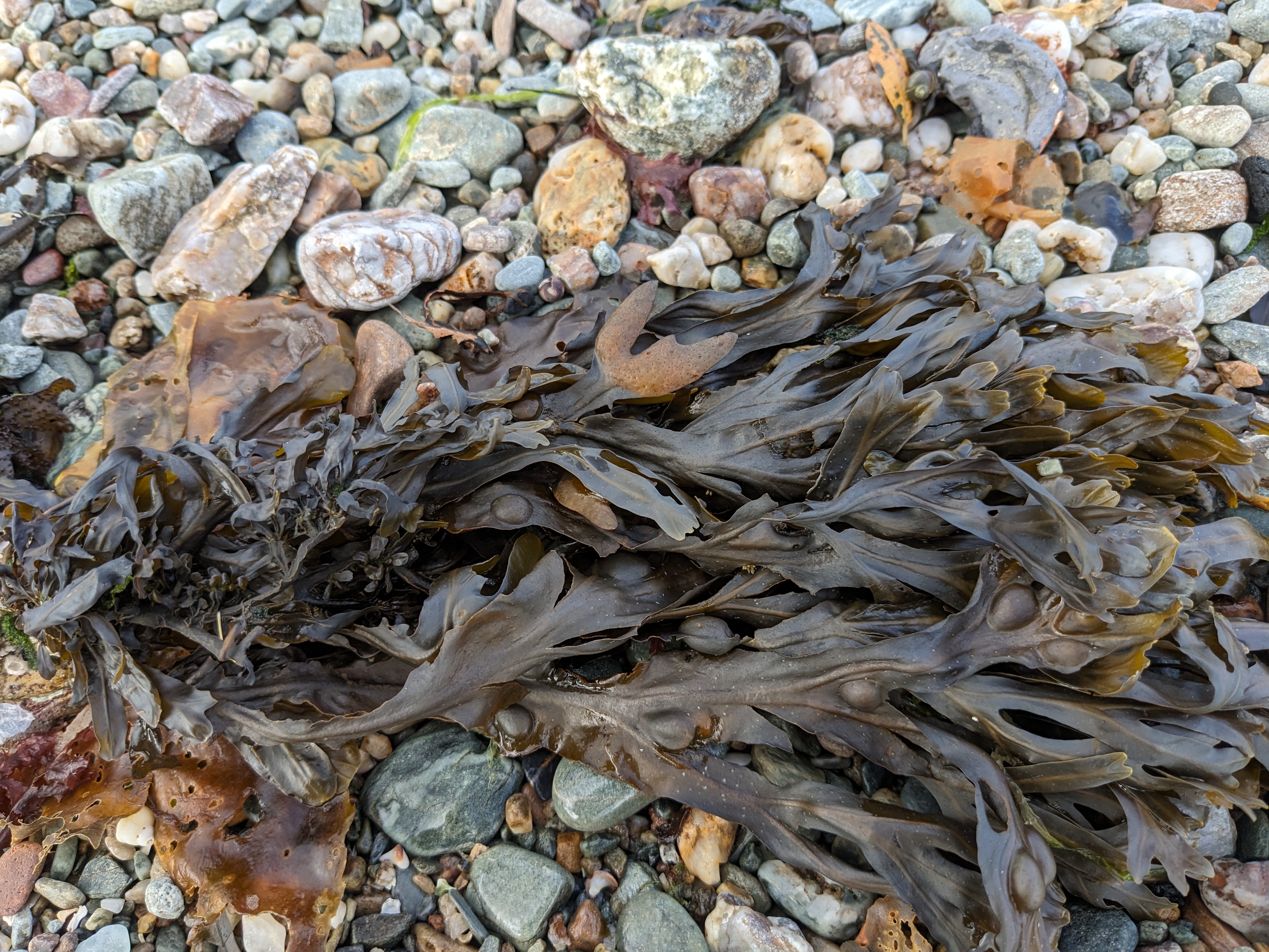 Seaweed9
