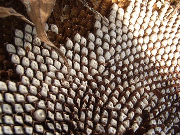 Seeds3