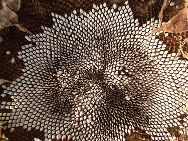 Seeds4