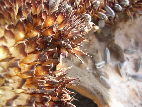 Seeds5