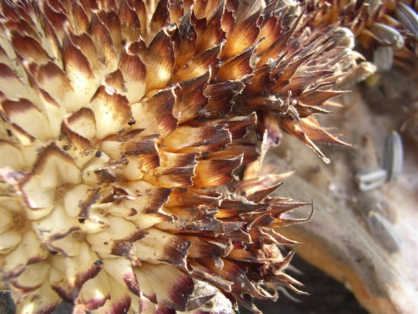 Seeds6