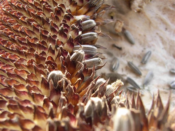 Seeds7