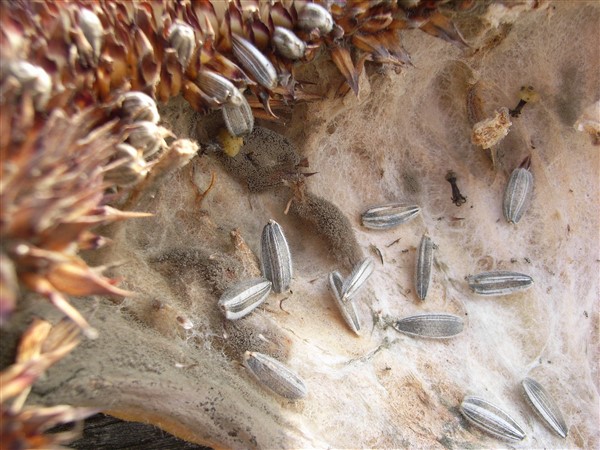 Seeds8