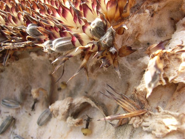 Seeds9