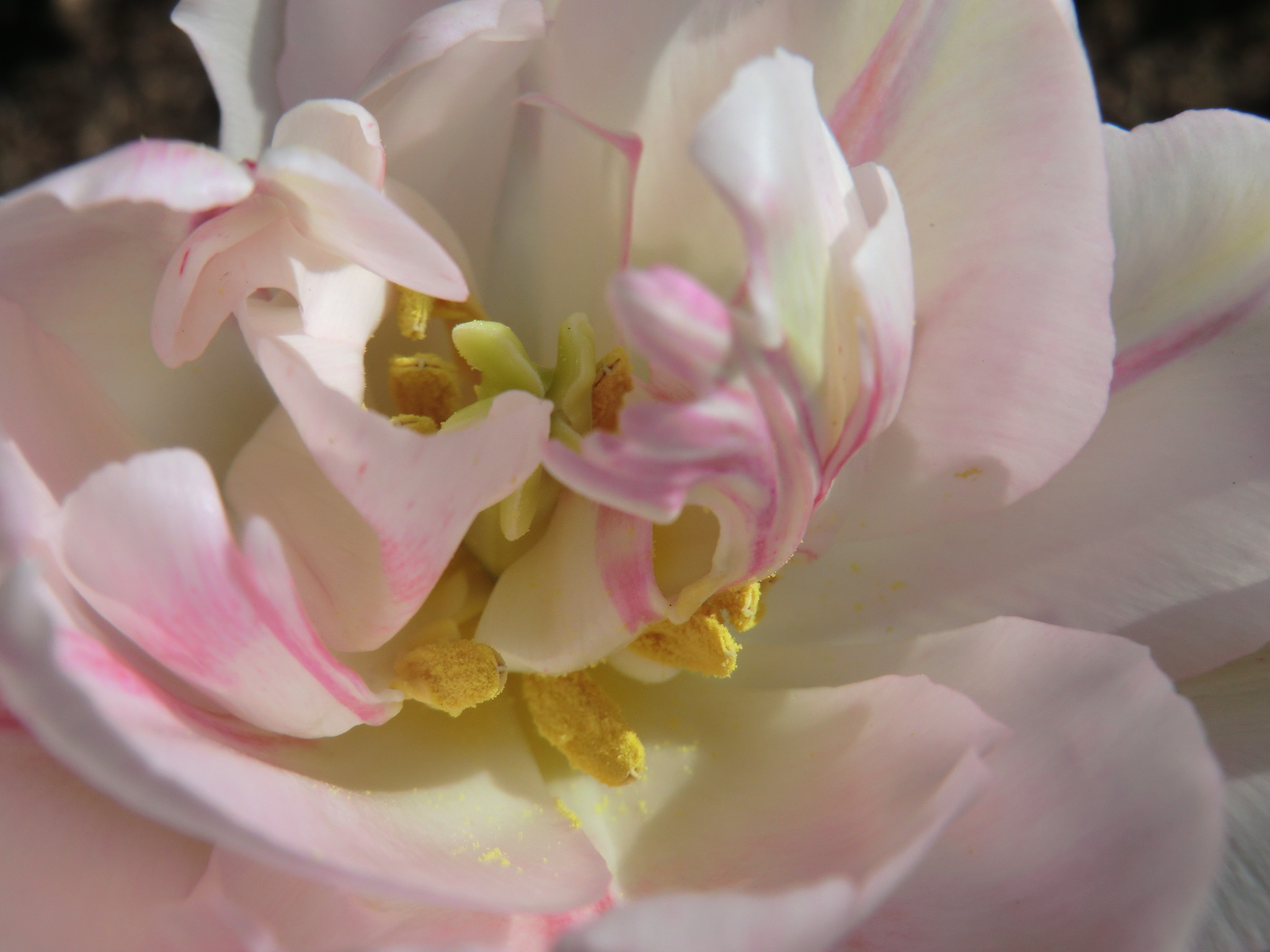 Tulips2