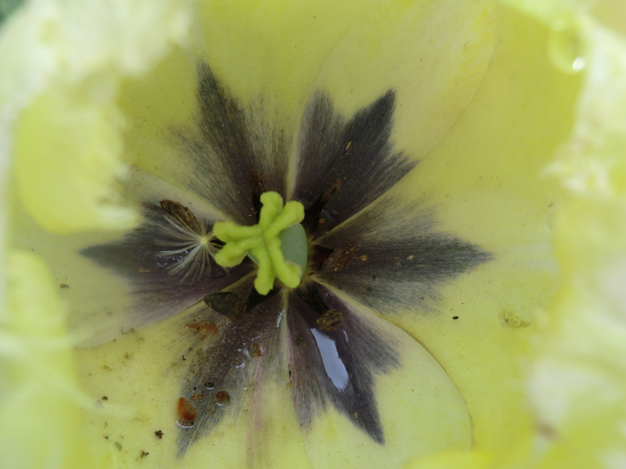 Tulips3