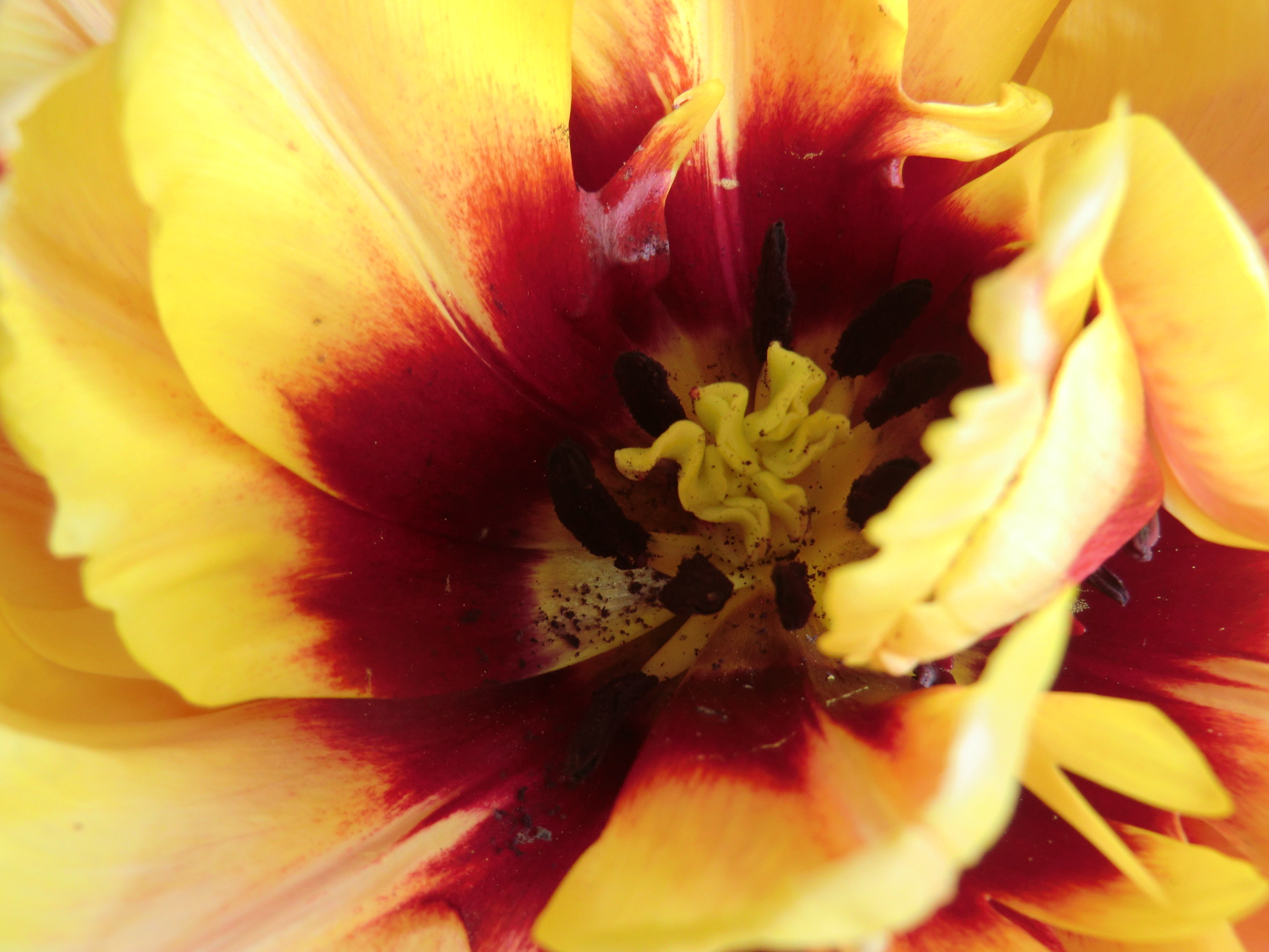 Tulips4