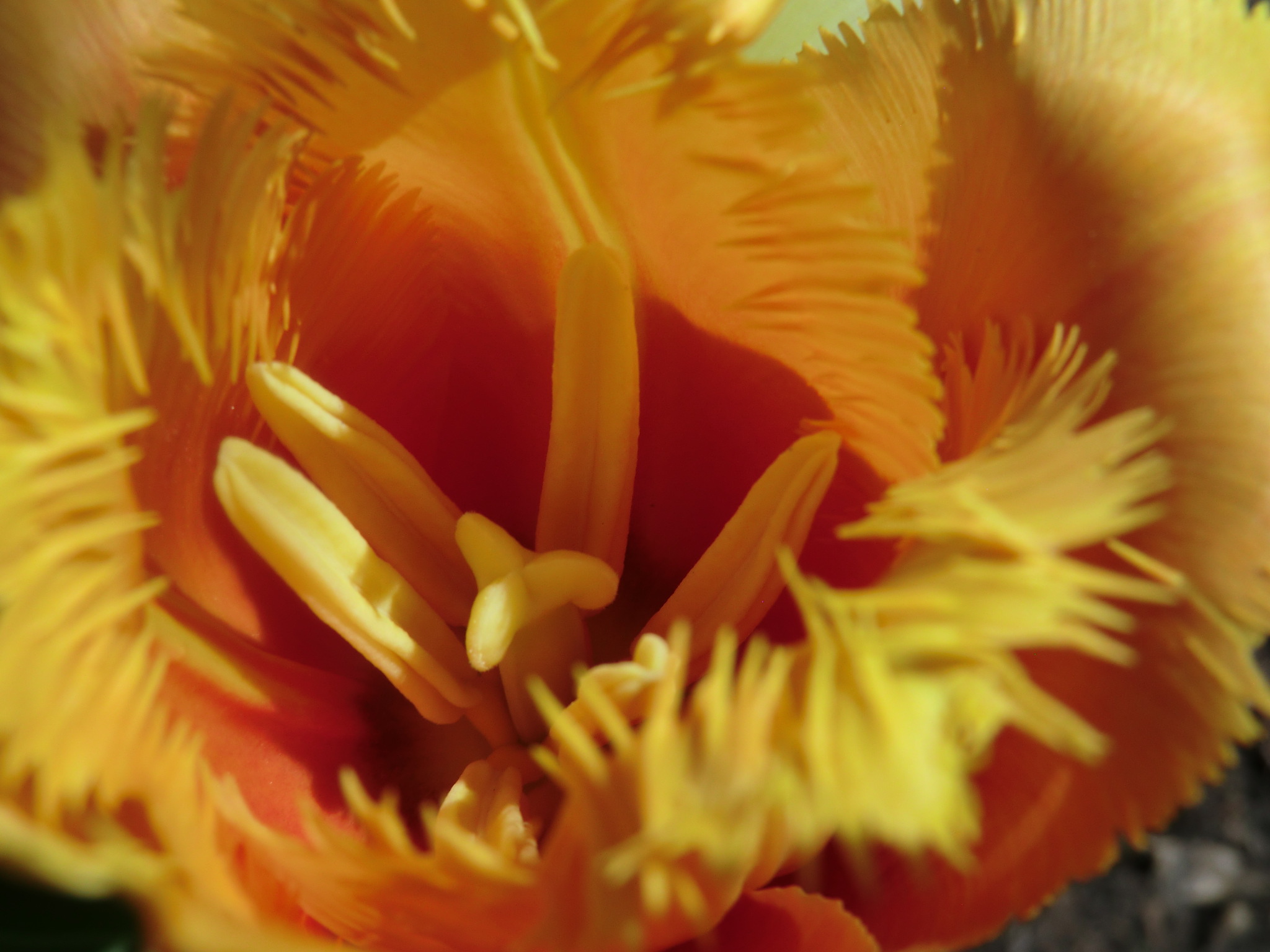 Tulips5