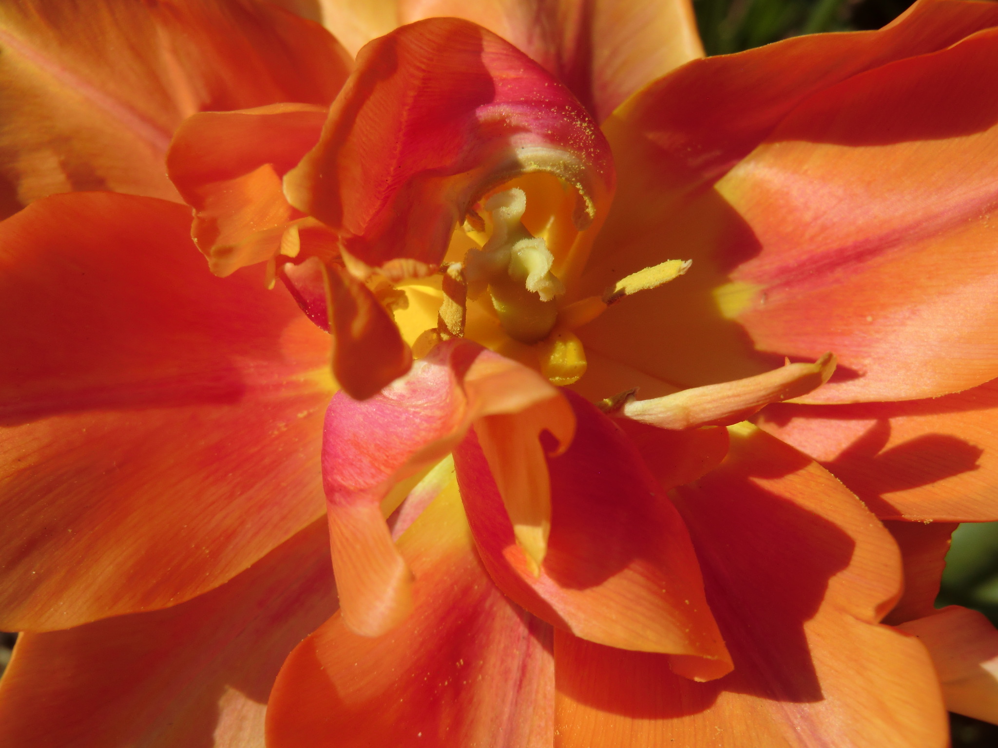 Tulips6