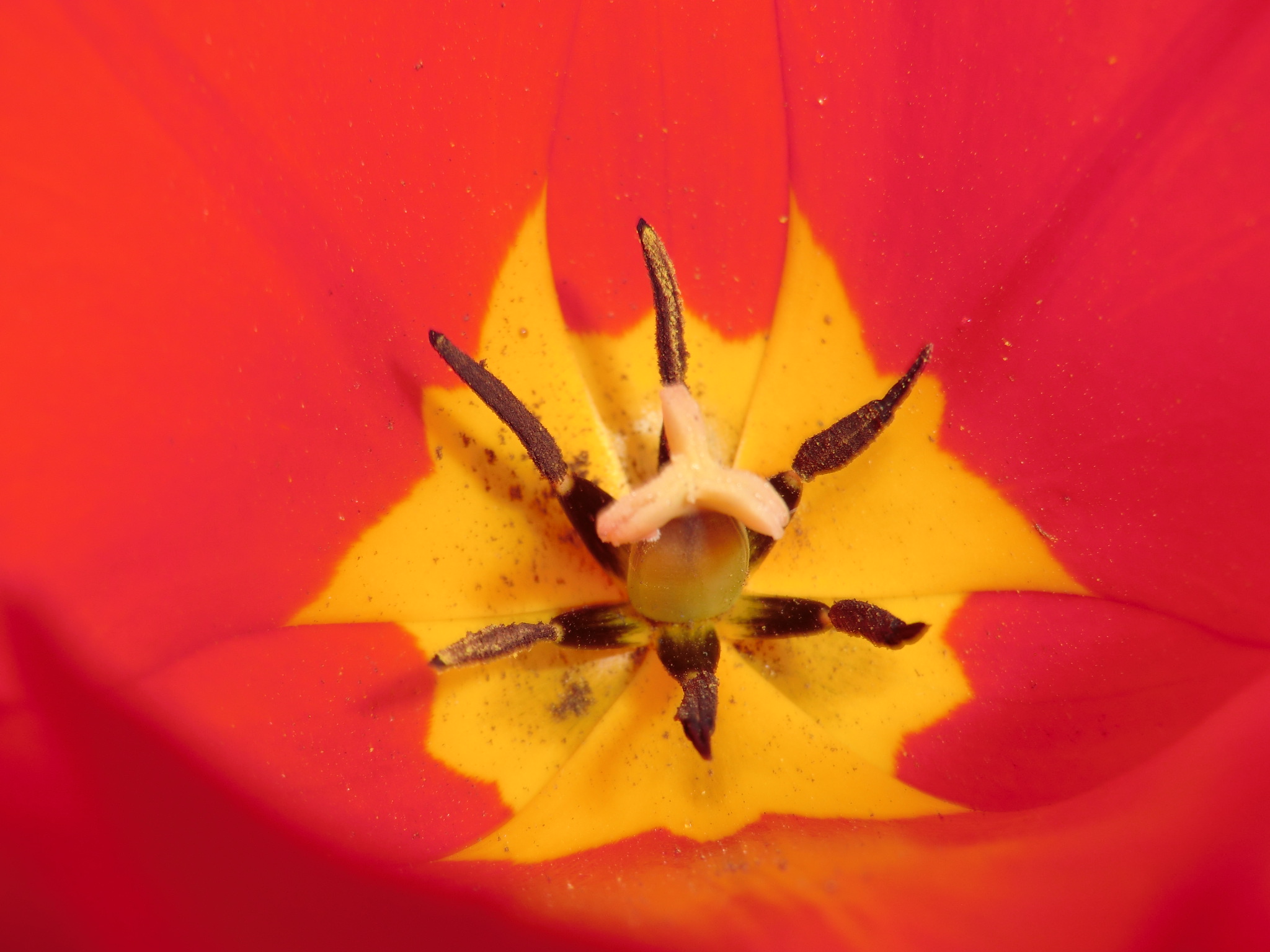 Tulips7
