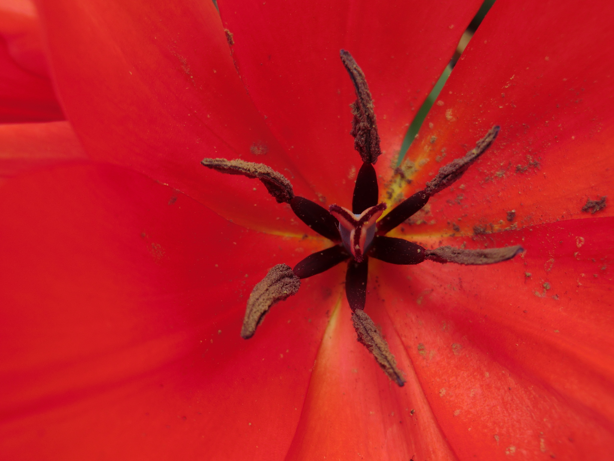 Tulips8