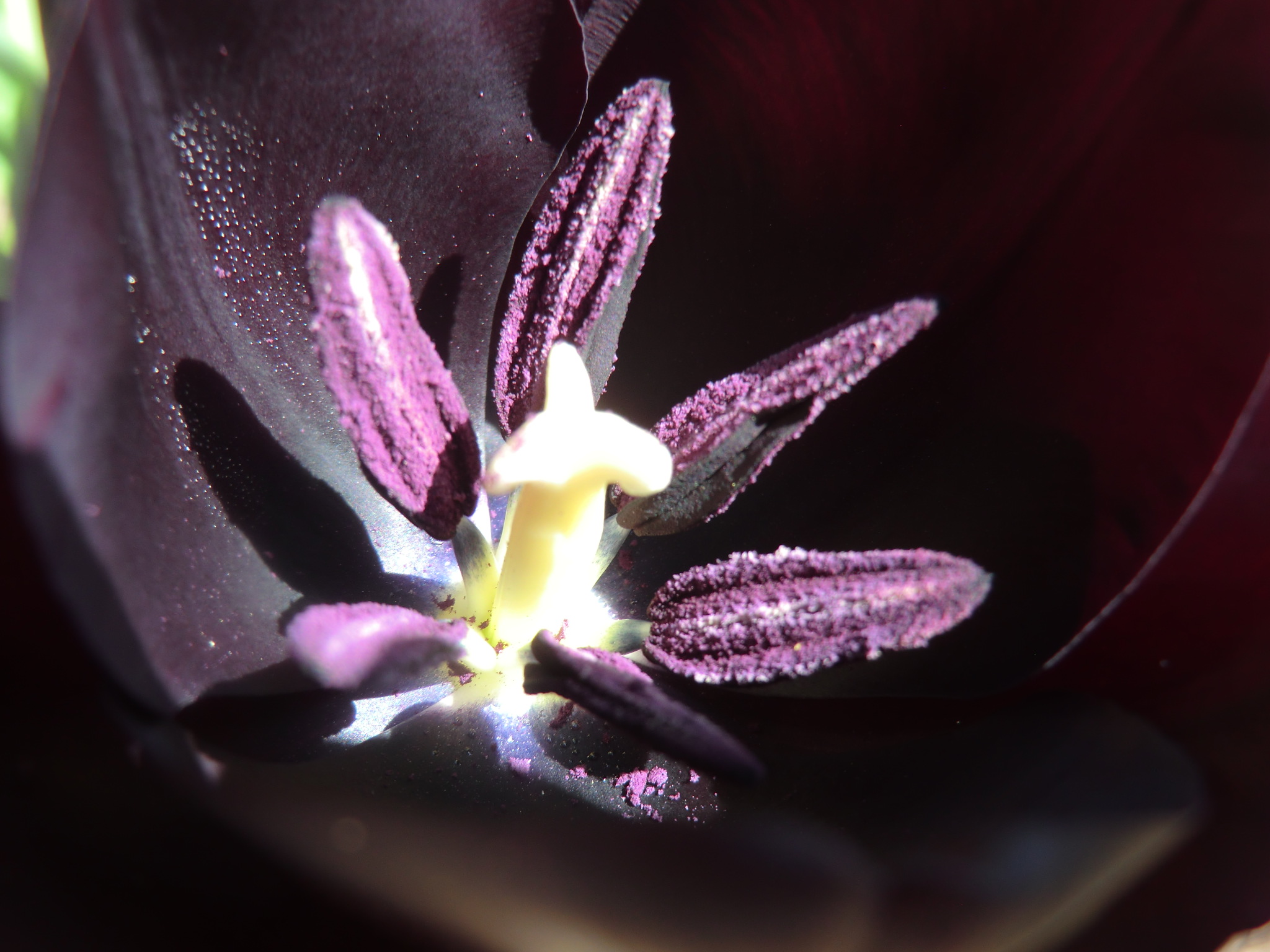 Tulips9